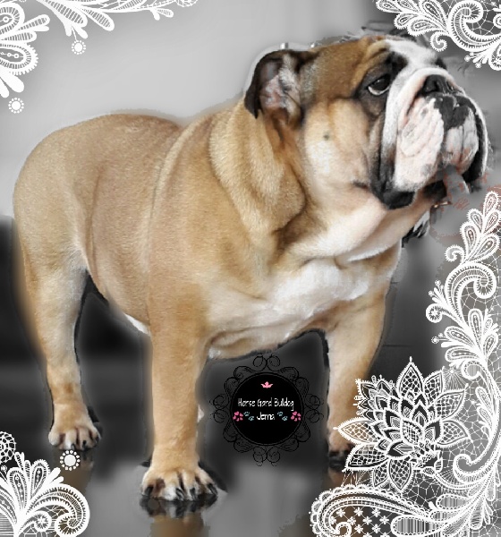 Horse Gard Bulldog Jema